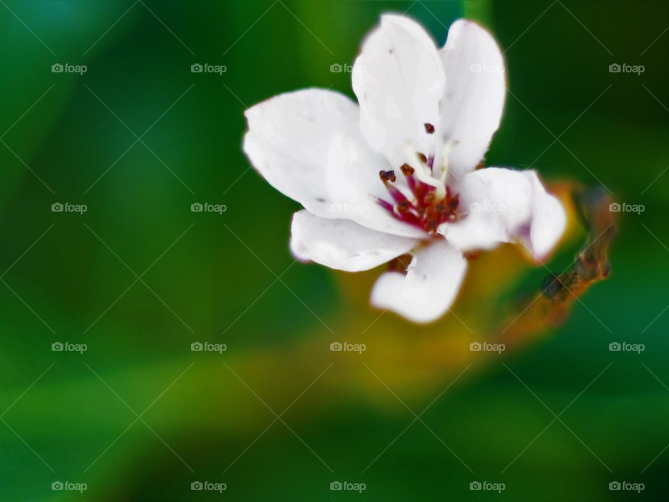 No Person, Flower, Nature, Leaf, Blur