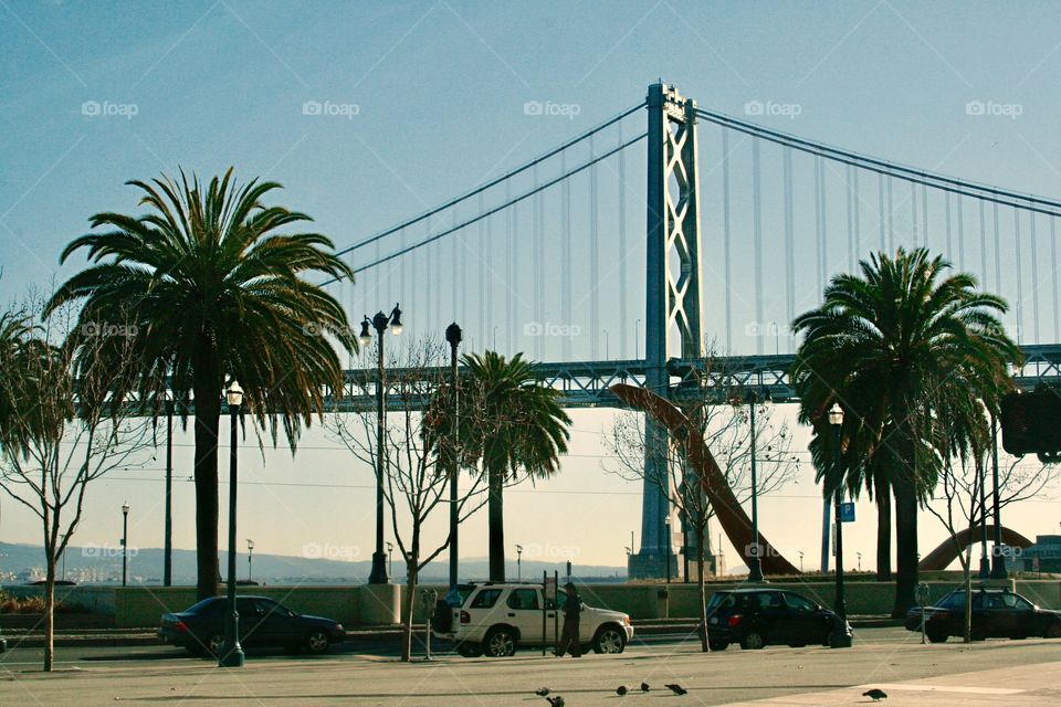 Bridge and palms