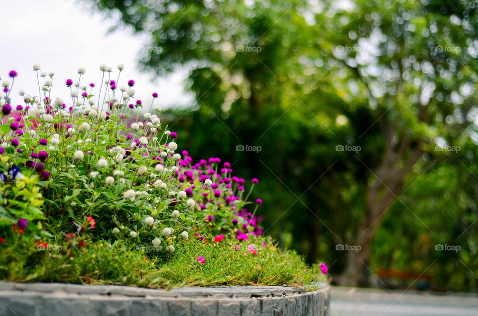 Beautiful Flower Garden Gardens