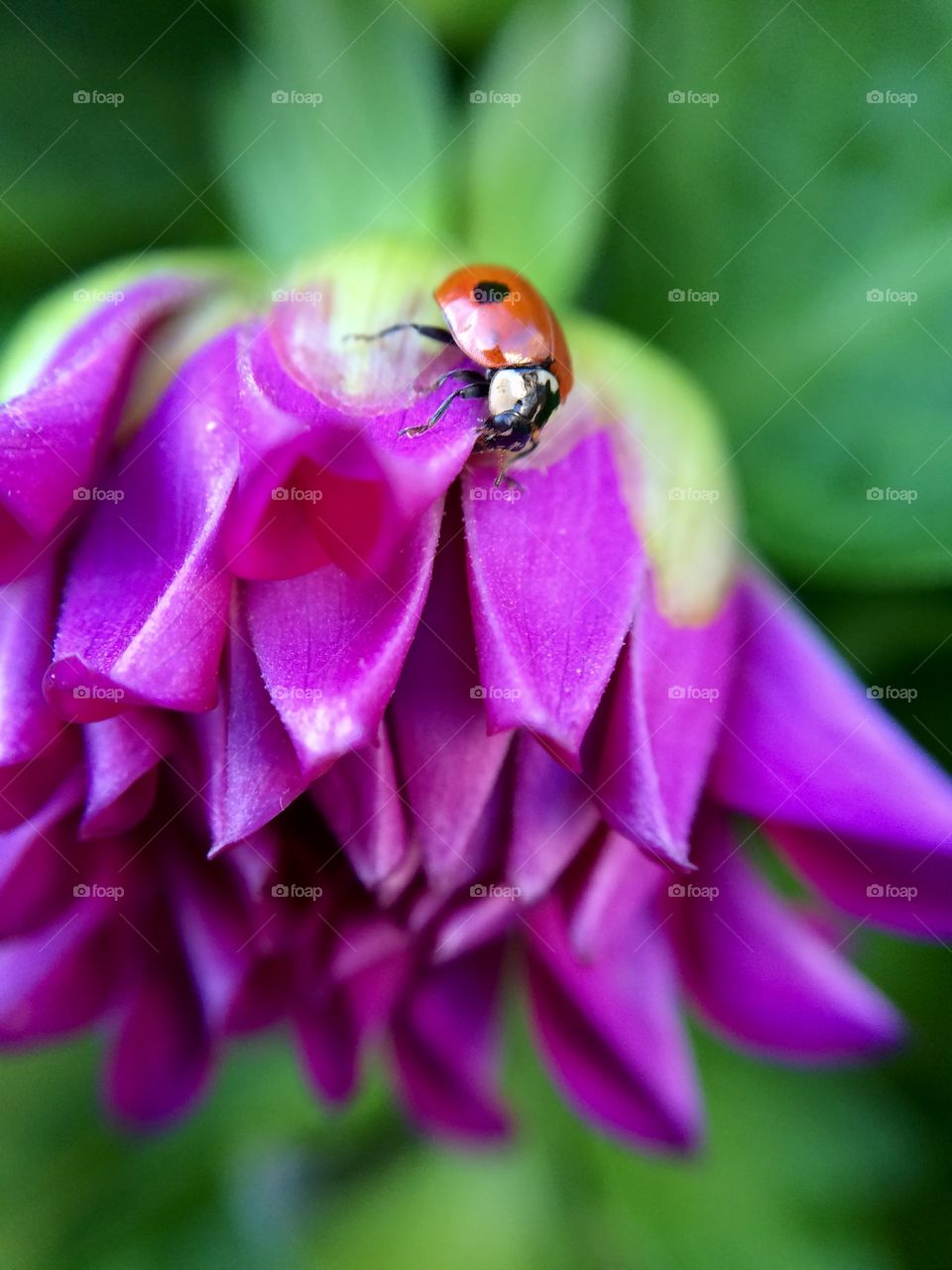 Beautiful Ladybird