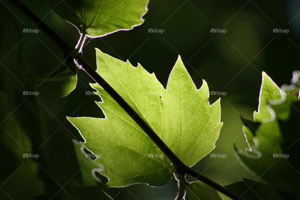 Oak leaf backlit