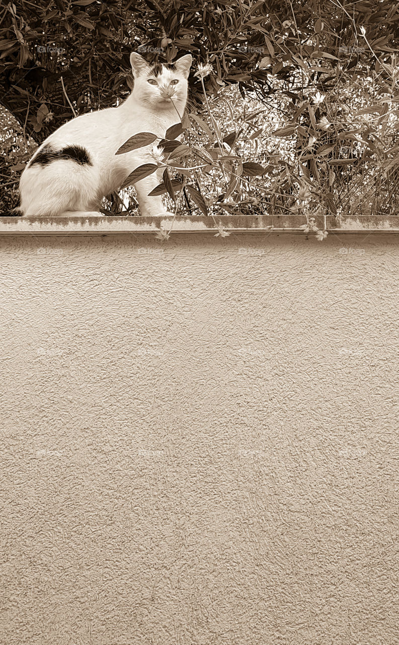 Monochrome photo of a wild cat sitting on a high stone parapet under an olive tree and smelling a flower