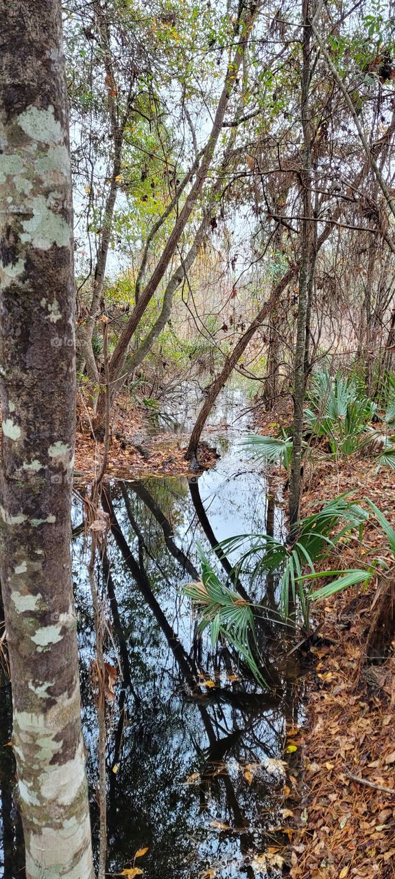 Ga swamp area