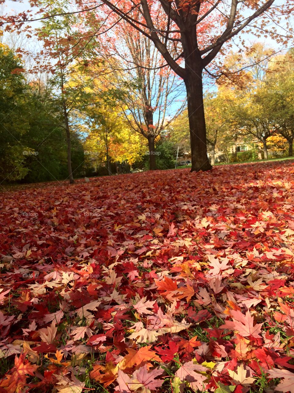 Beautiful Autumn Toronto 