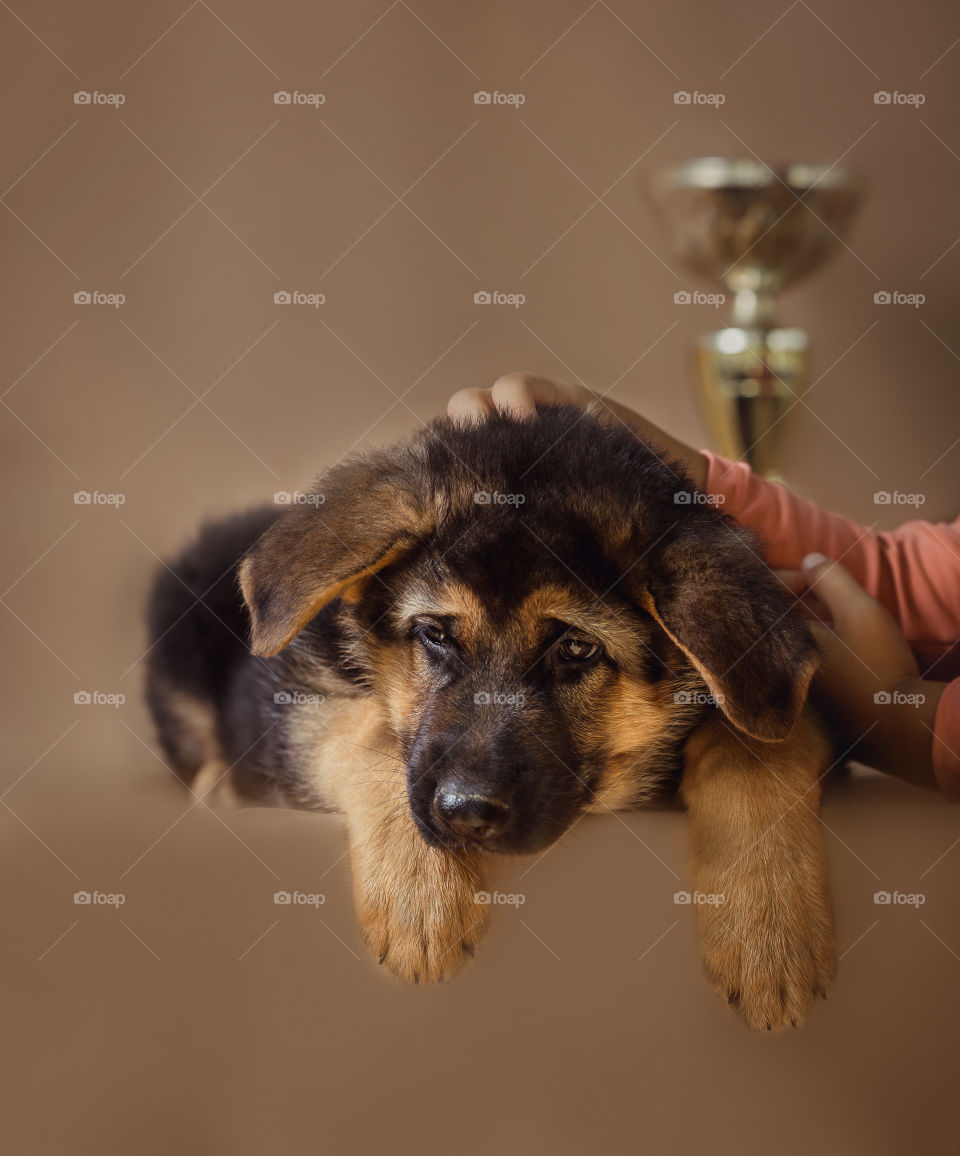 German shepherd puppy on brown background 