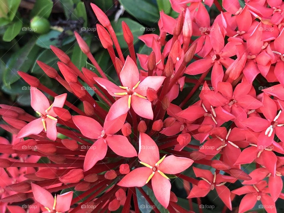 Small red flowers in the garden.