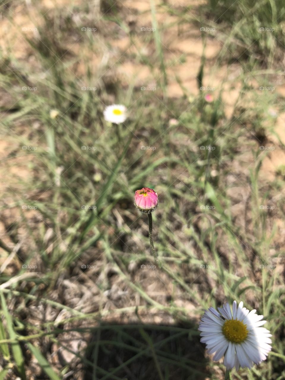 Weed blooms starting pink then turns white