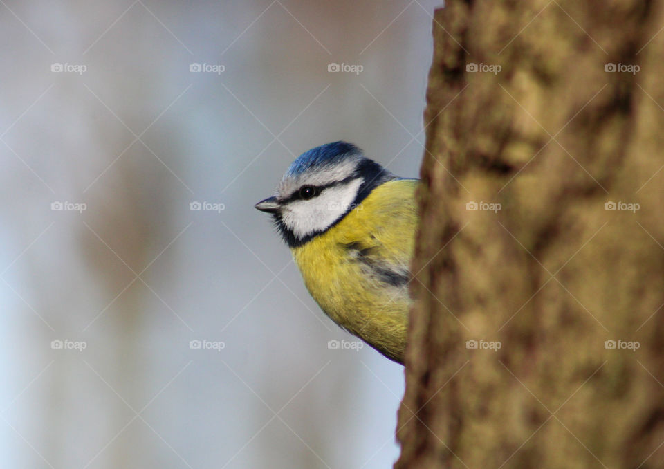 Blue Tit behind a tree