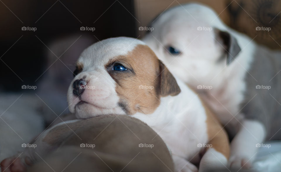 Cute puppies with blue eyes and lots of sleep