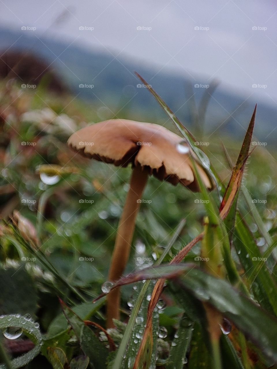 dew drops with mashroom