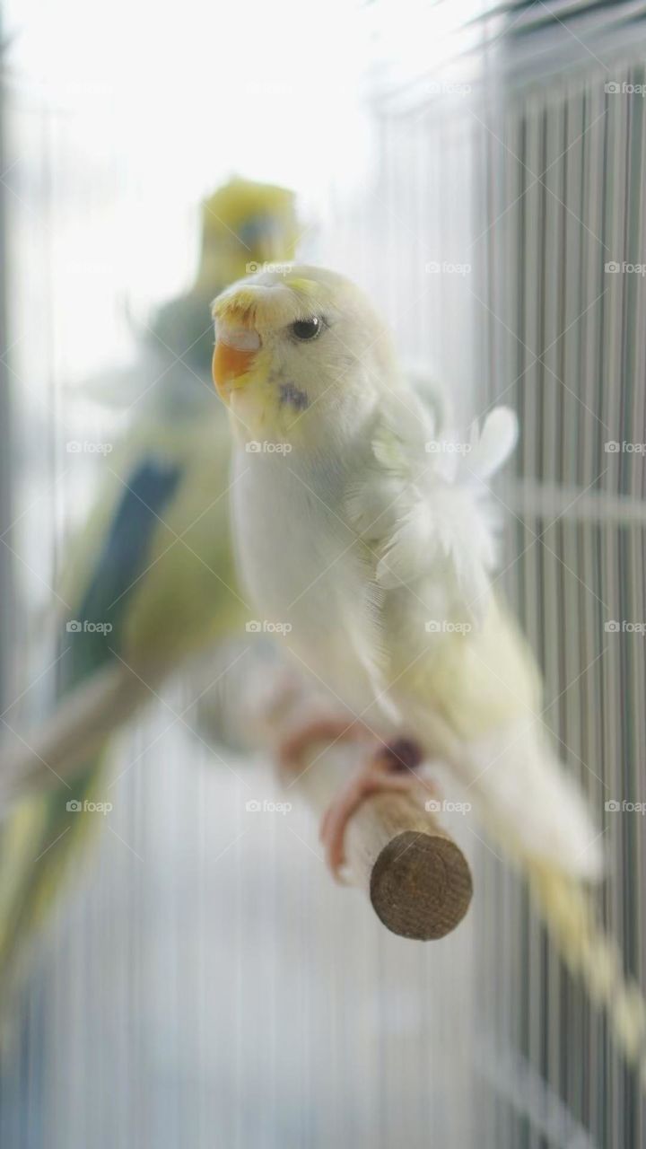 Two lovely peony parrots standing on a wooden branch, white feathers, lovely lovebirds.Colored feather