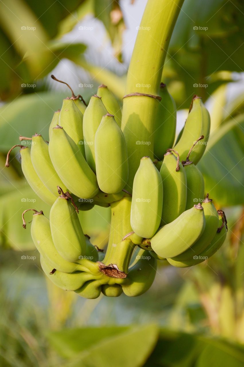 Banana fruit in nature garden