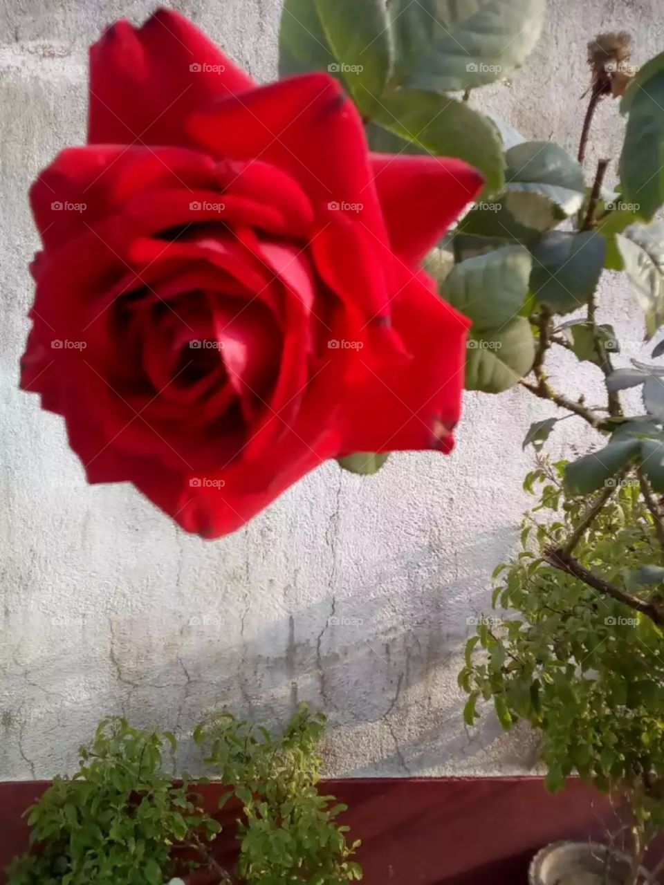 rose