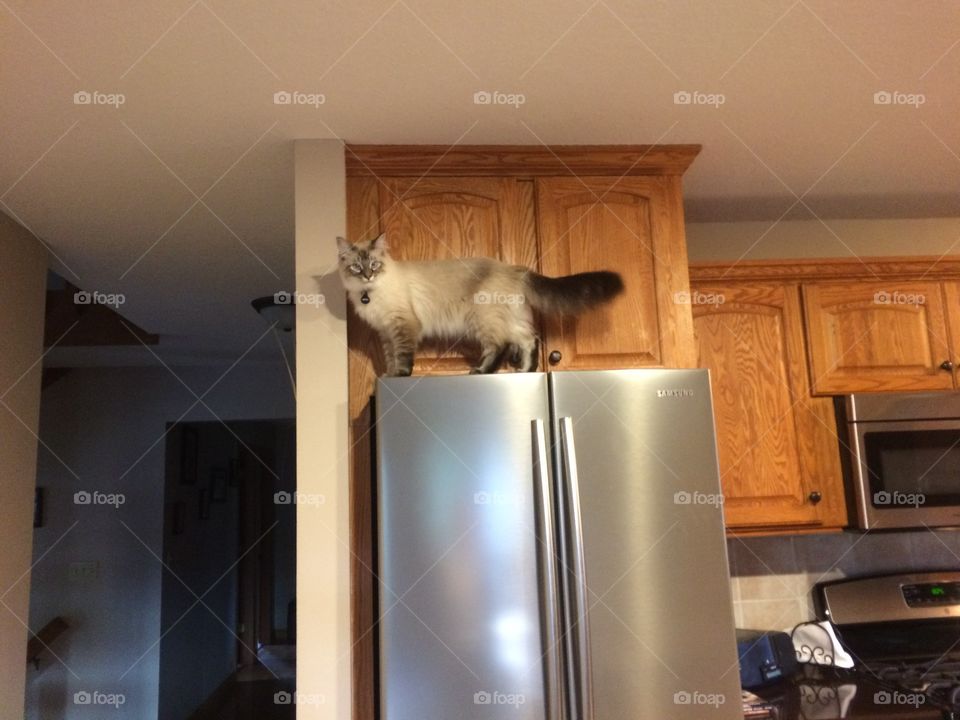 My sister's kitten, Kaz, got stuck on top of our fridge and couldn't figure out how to get down! 