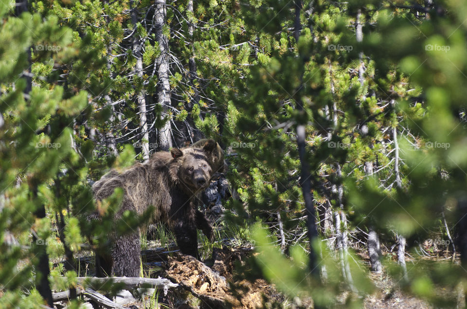 A grizzly bear and her cubs in Yellowstone National Park