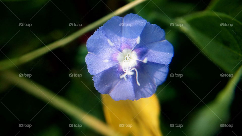 the most beautiful blooming violet colour flower in my garden