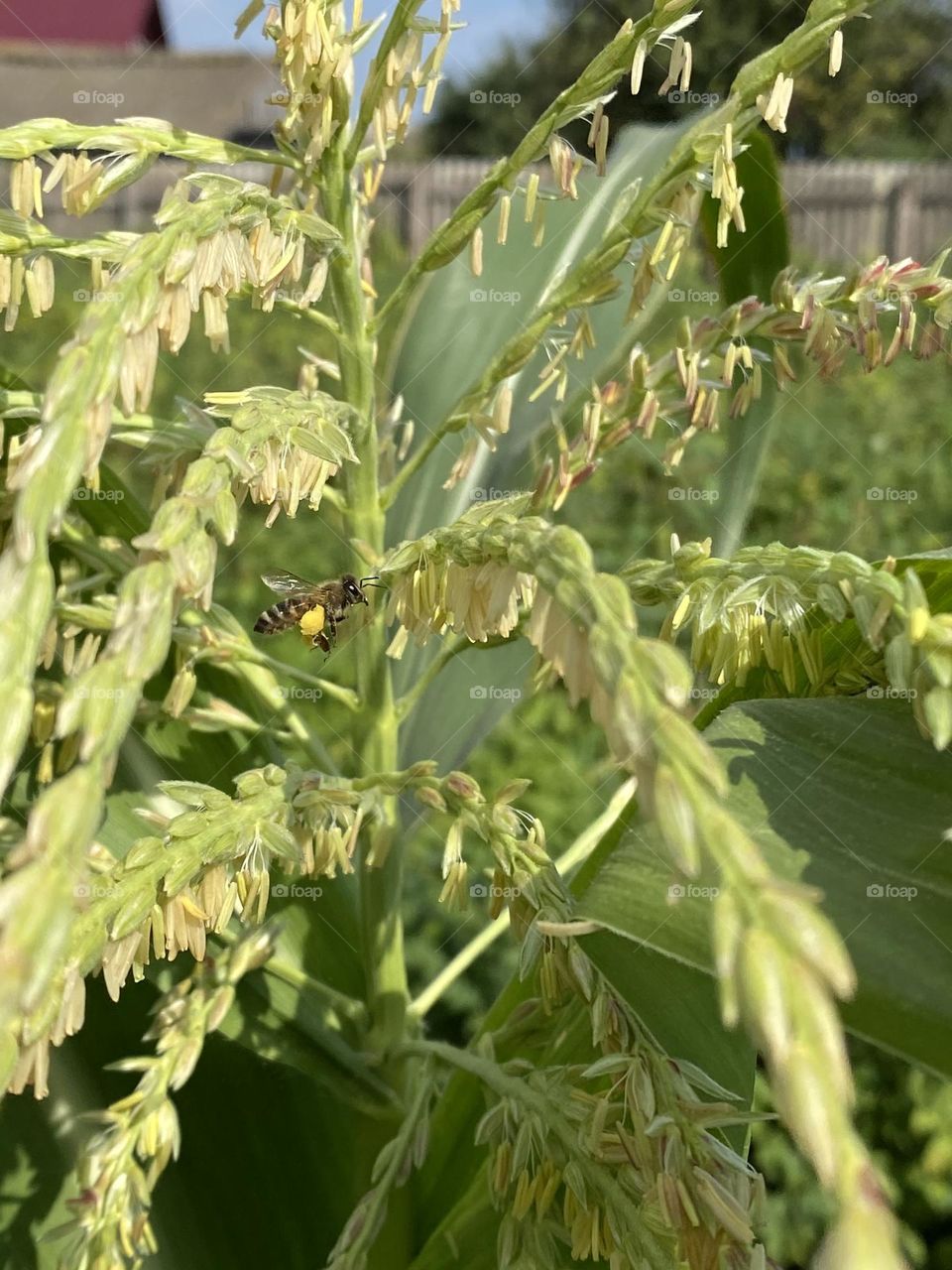 Corn blooms 