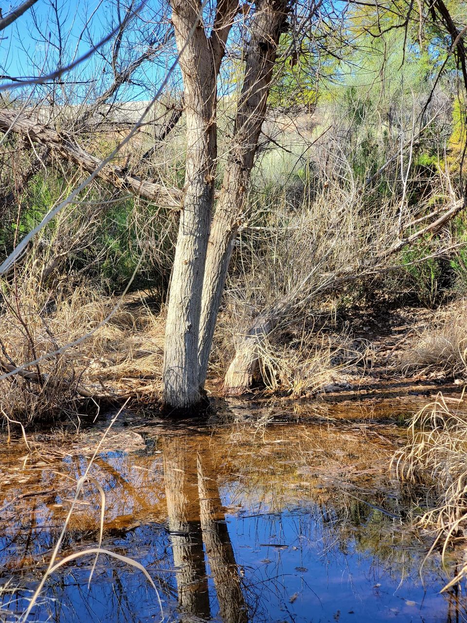Beautiful Tree in the Wetlands