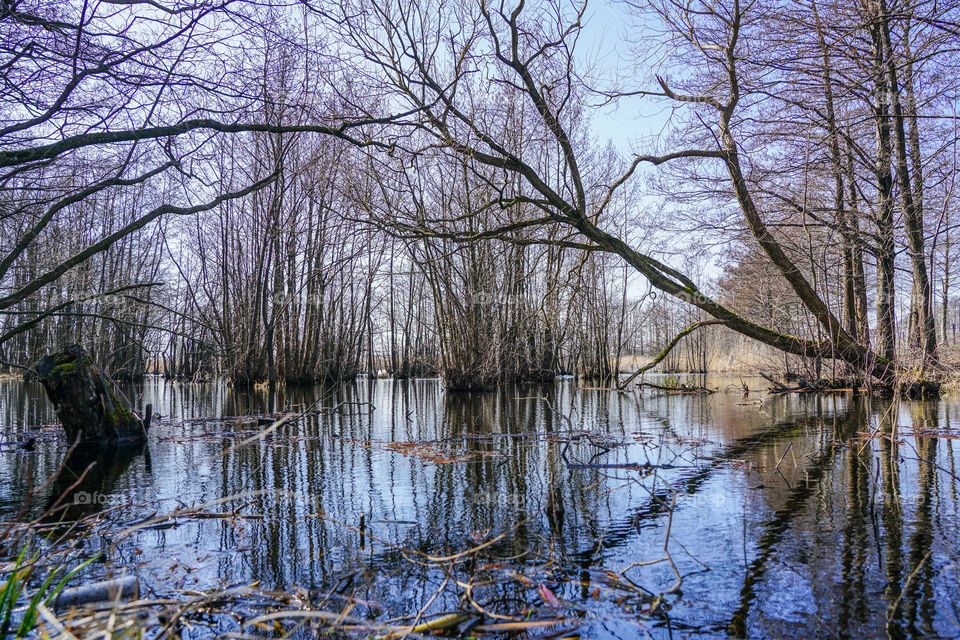 view of swampy area with trees in the water on sunny day