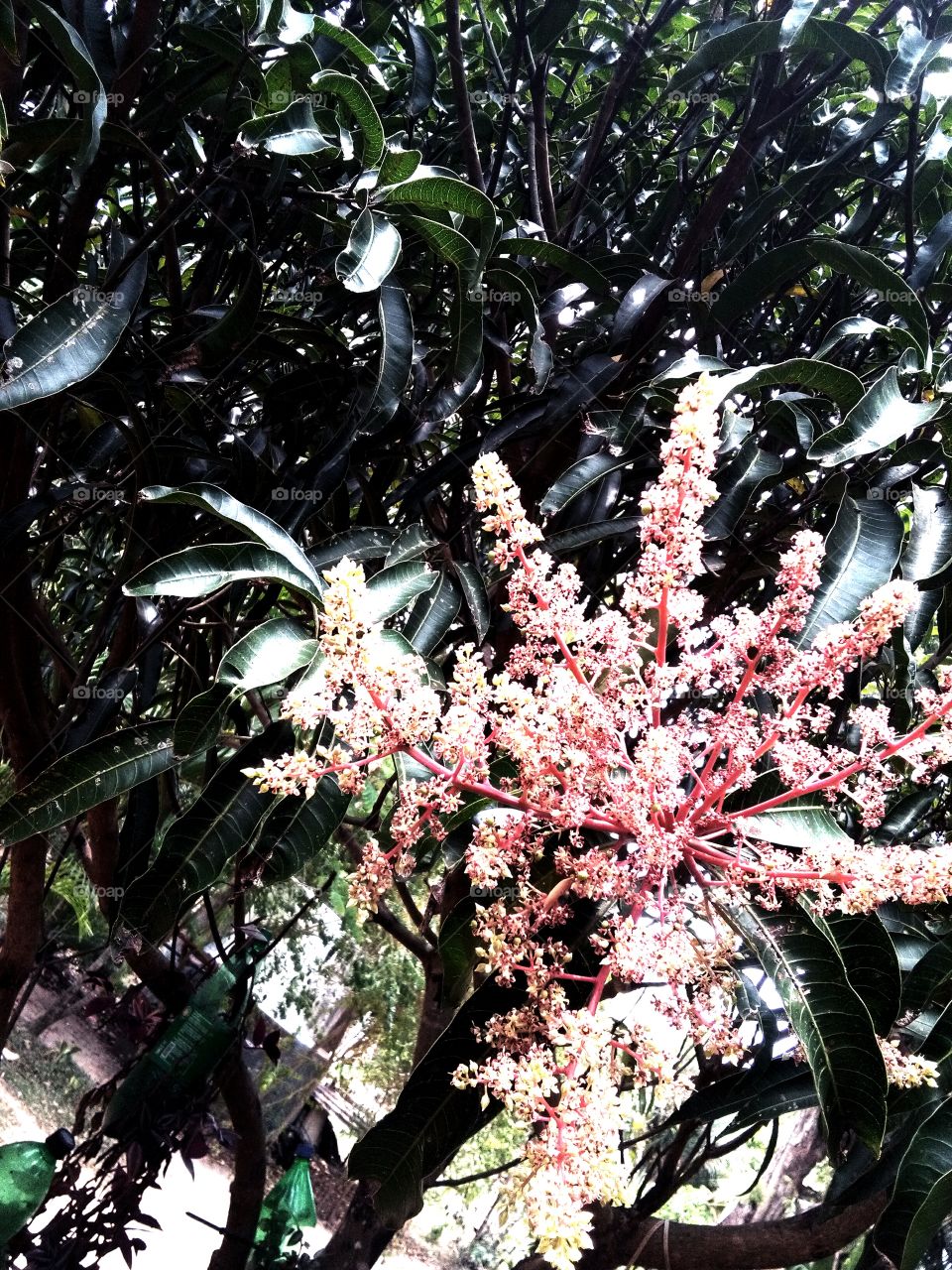 Mango flowers