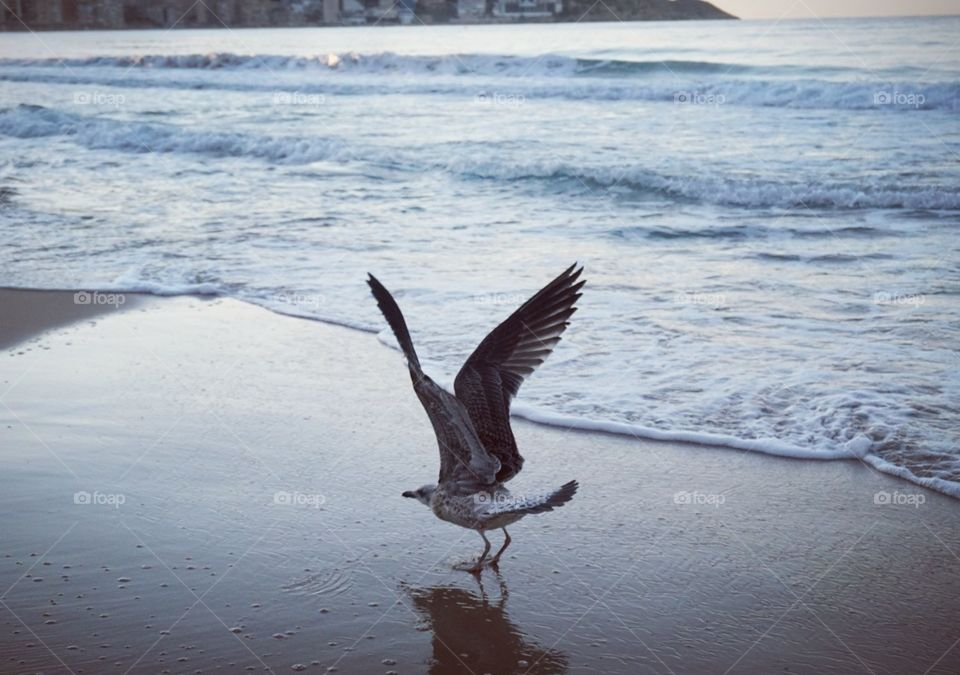 Seagull#wings#fly#bird#animal#beach#sea#waves