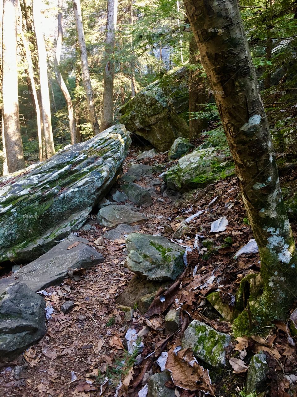 Stroll in the forest 