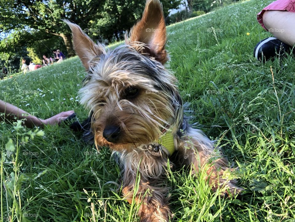 Max at the park 