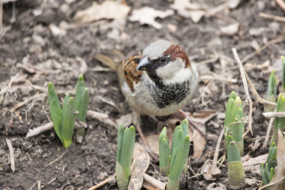 Sparrow on the ground in a flowerbed - male house sparrow - sparv i blomrabatt - gråsparv hane