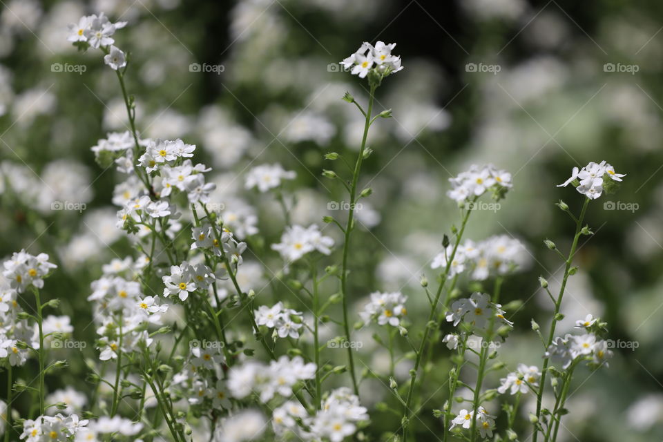 Pretty white wildflowers on green stems 