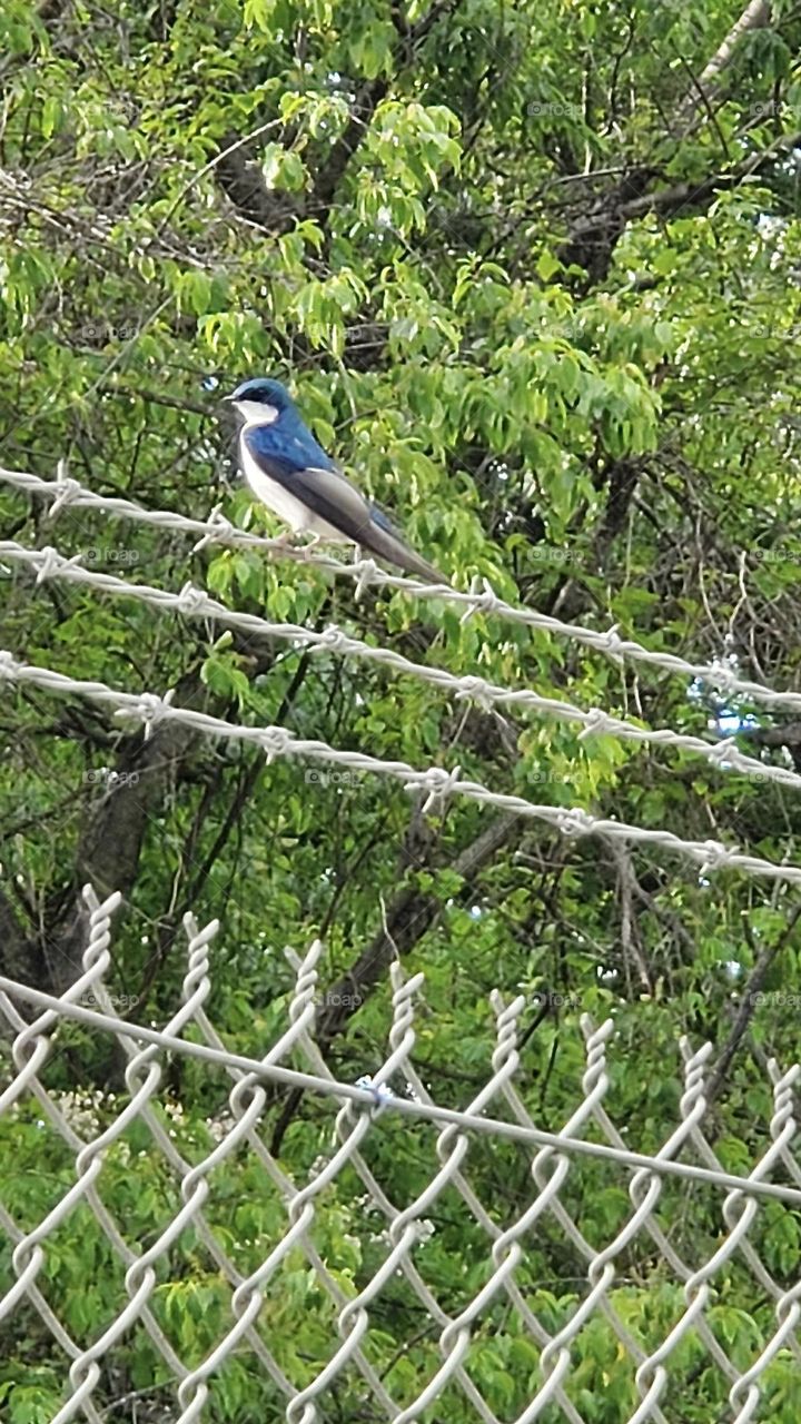 A tree swallow bird with striking blue feathers stands on a length of barbed wire against rich green color of the trees. 
