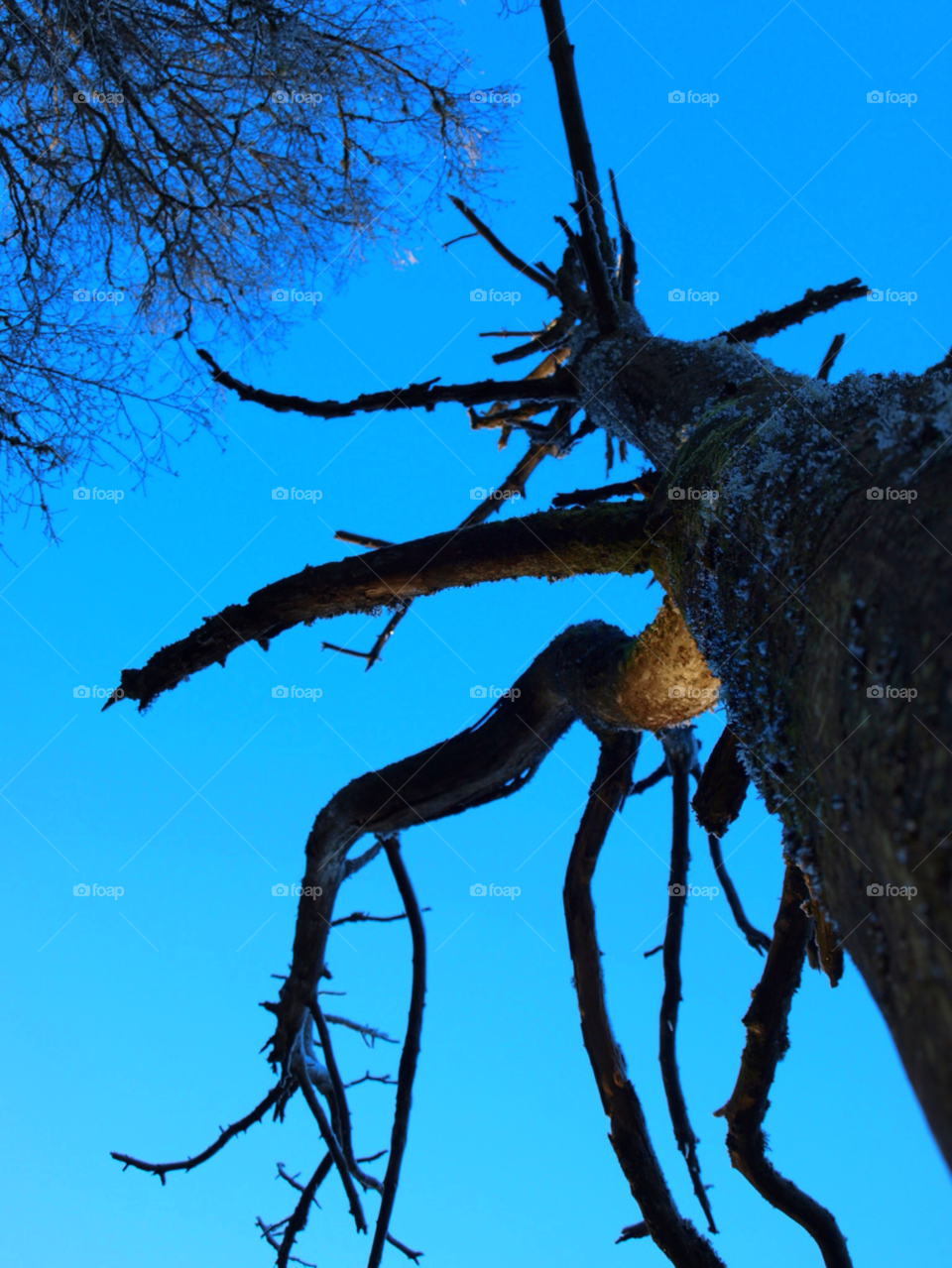 winter blue tree sunny by hslysne