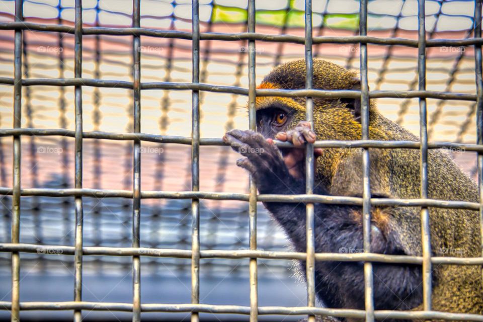 The monkey is behind the bars.