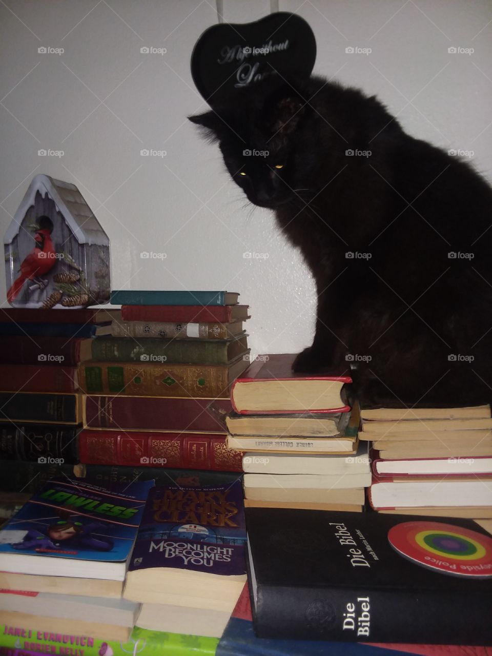 cat male black sit books