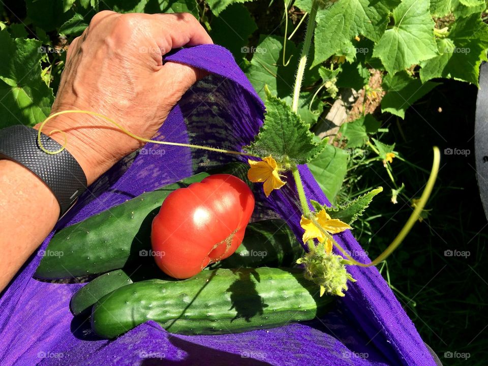 #stayathome - cooking Ingredients picked from backyard garden & carried in shirt to the kitchen. Salad time🥗