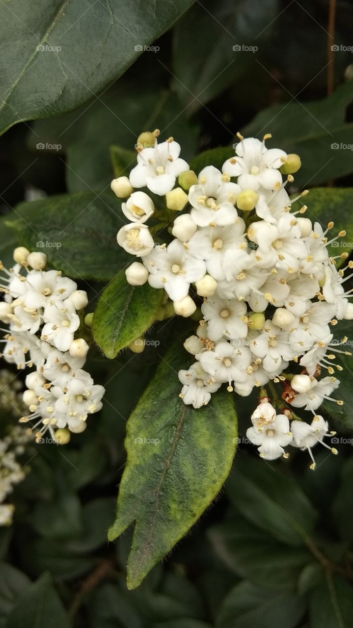 весна цветы природа