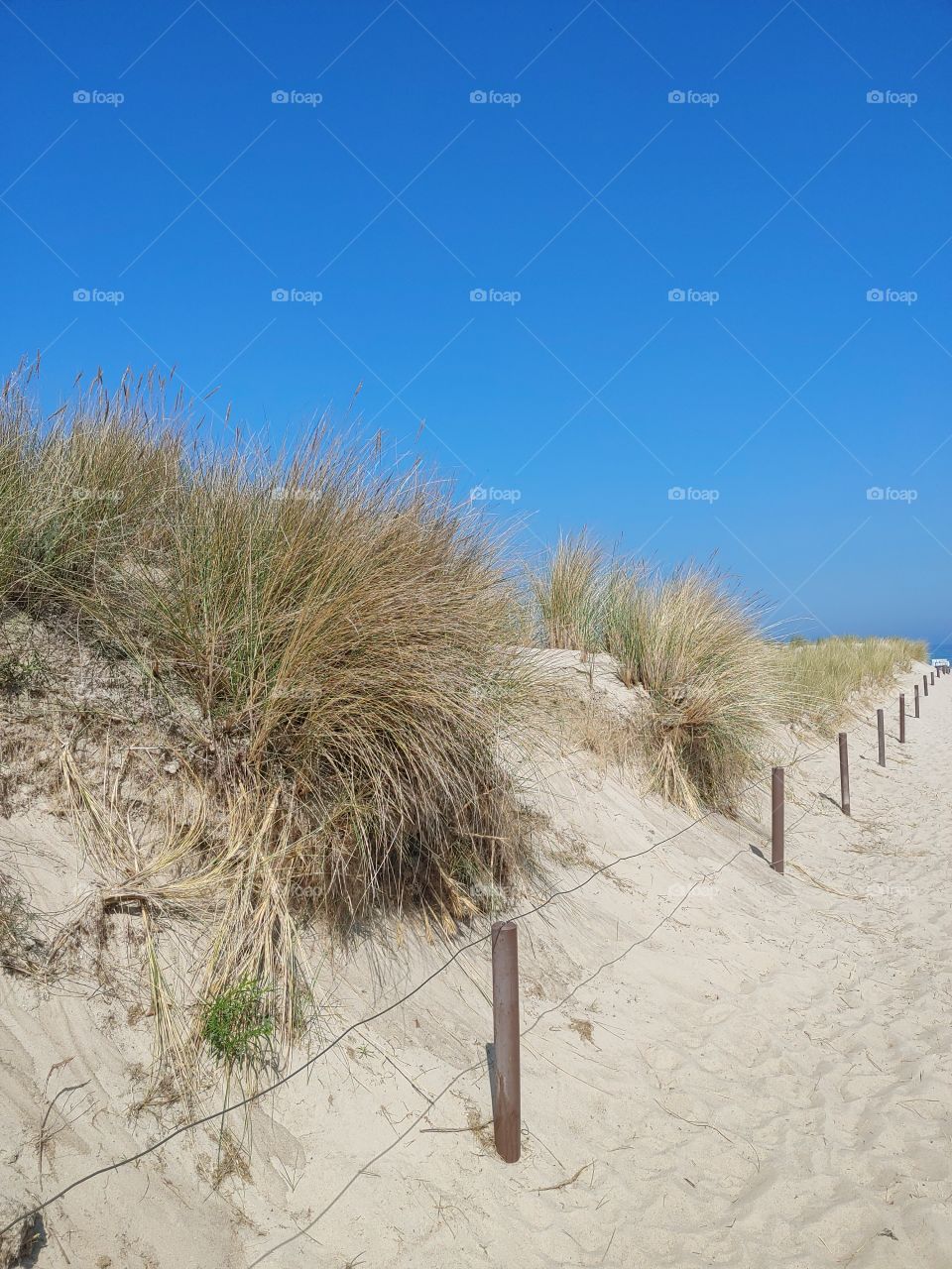 Warnemünde, Germany, dunes