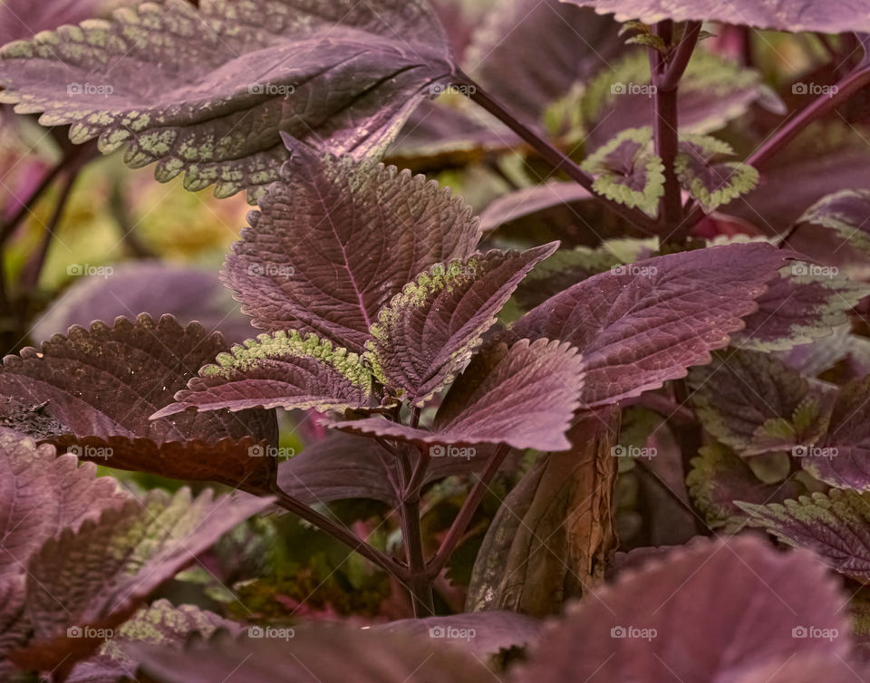 Floral photography - Black Prince - Dark Star Coleus - Leaf pattern