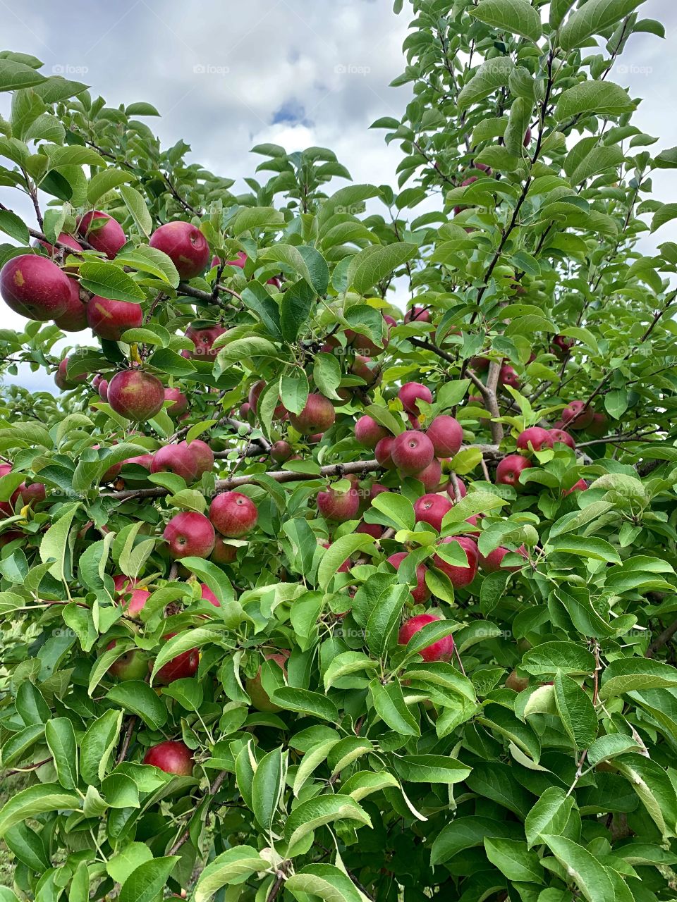 Orchard de la Savane, Quebec, Canada 🍁