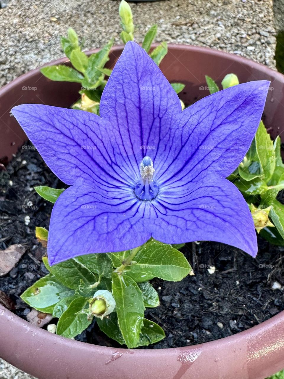 Blue balloon flower blooming in suburban backyard container garden petals stamen close up nature