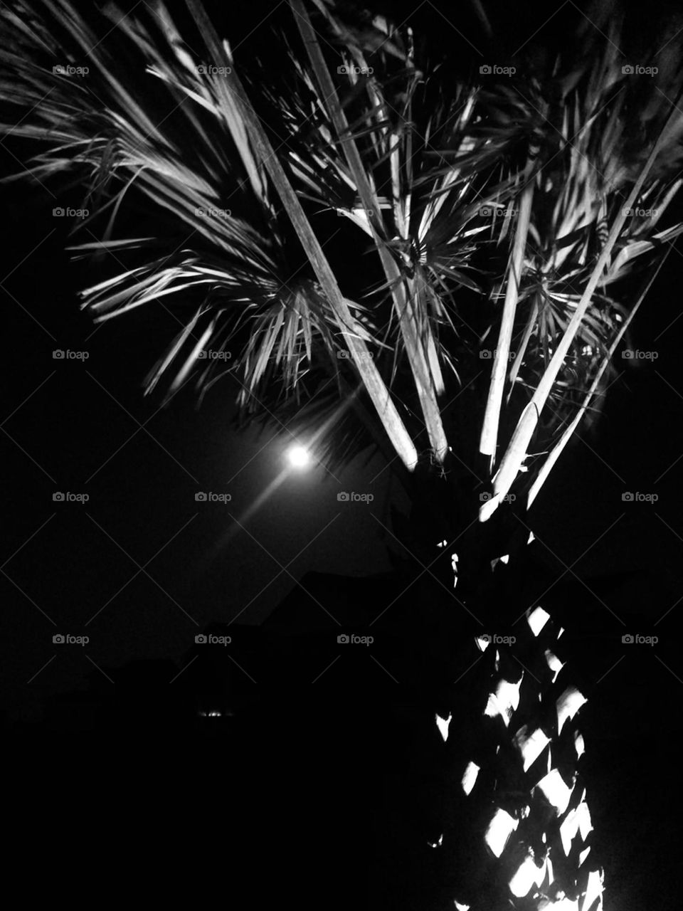 Black and white of the full moon under the palm tree in Rockport TX