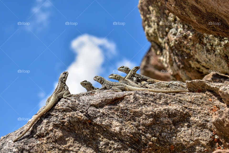 Himalayan agama enjoying the sunny day