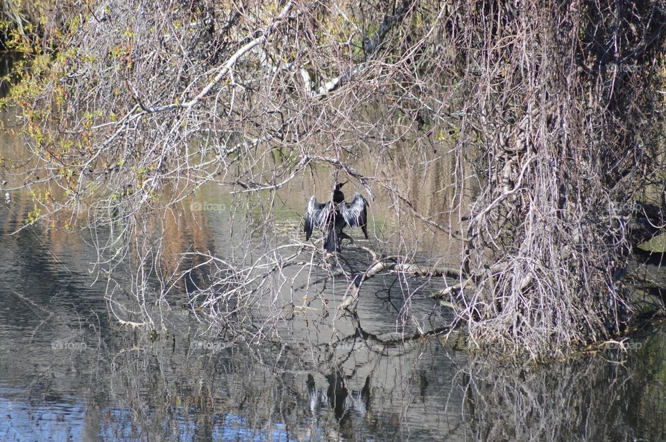 Waterfowl Drying His Wings