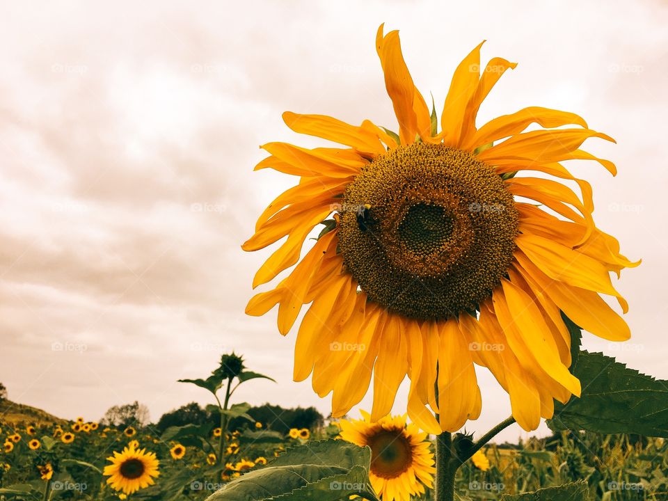 Nature, Flower, Flora, Summer, Sunflower