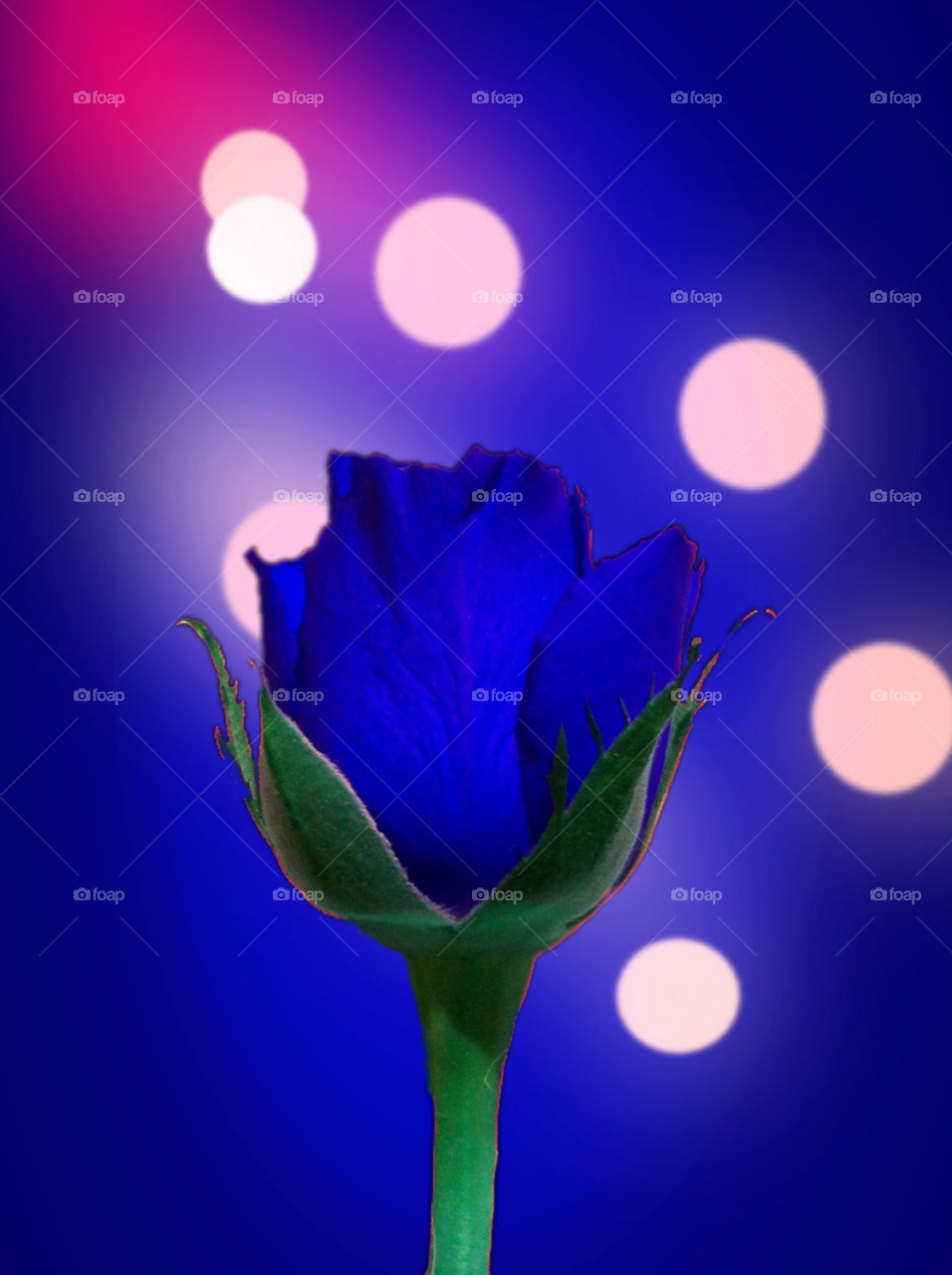 flower blue background color by upyanose