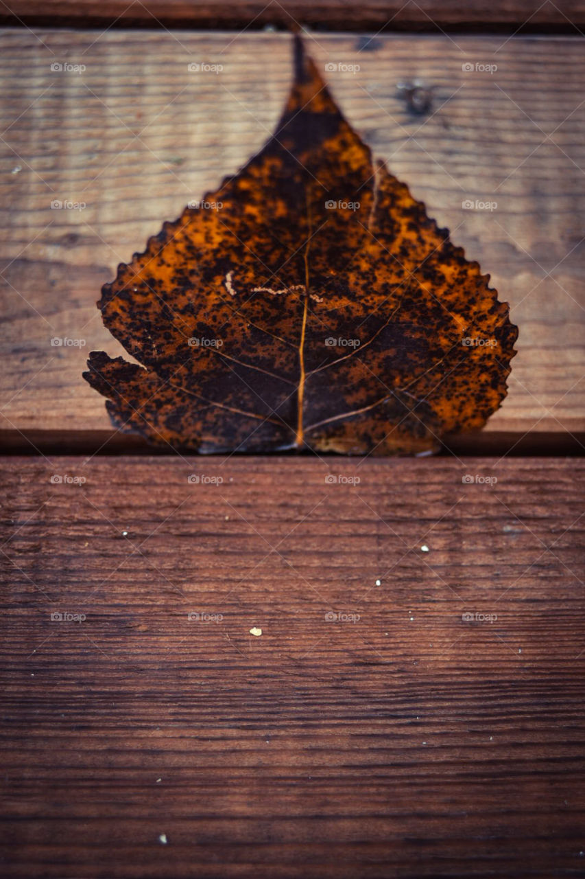 Leaf 2