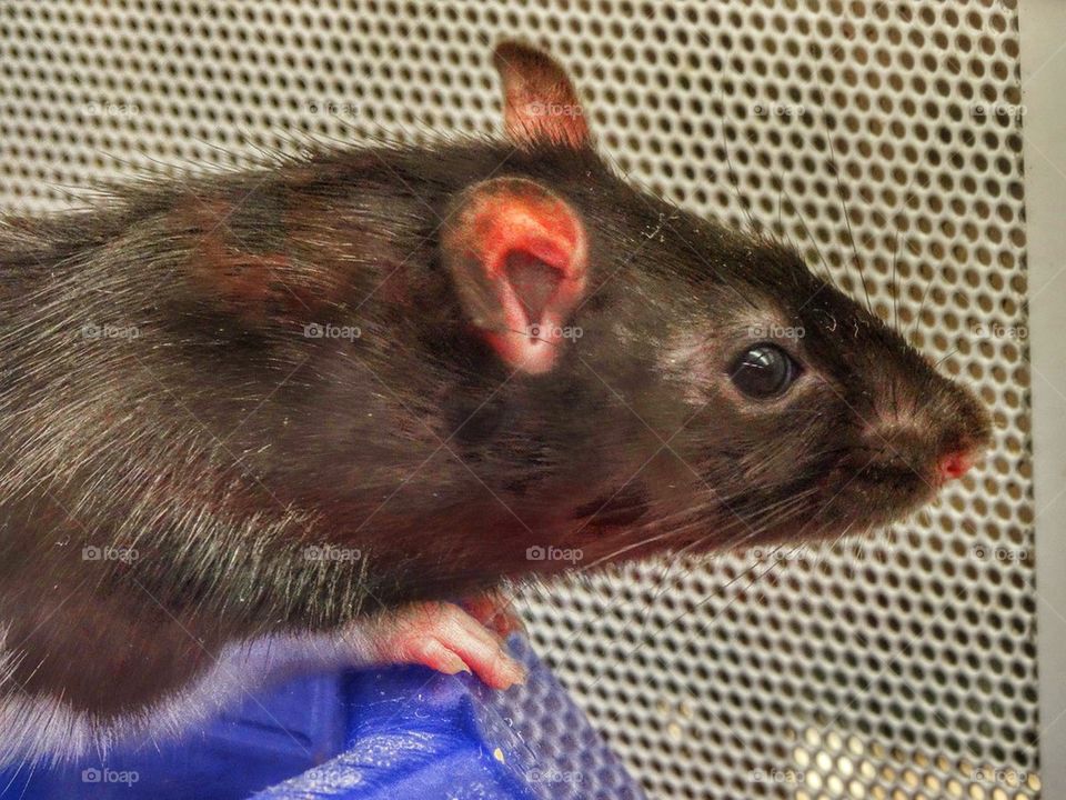 Laboratory Rat