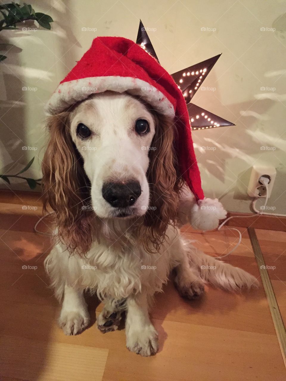 Christmas dog