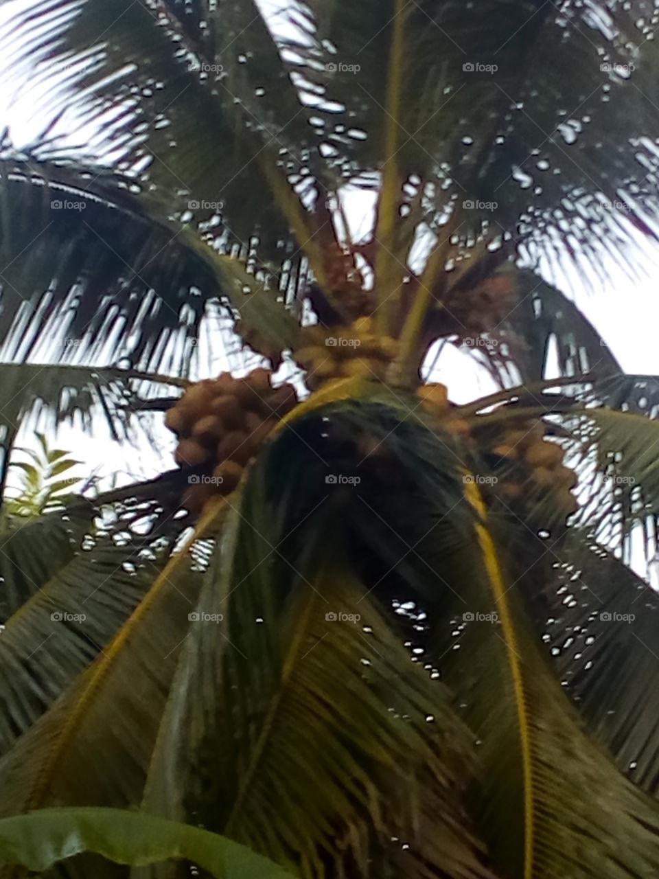 Coconut tree