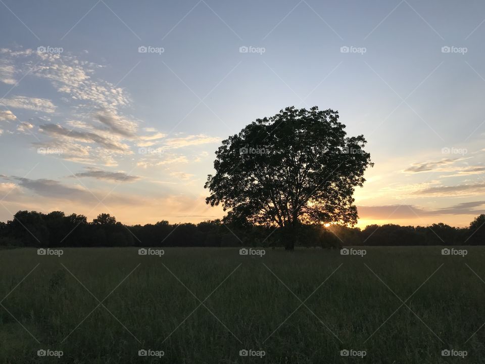 Clear sky and tree silhouette at sunset above the treeline. 