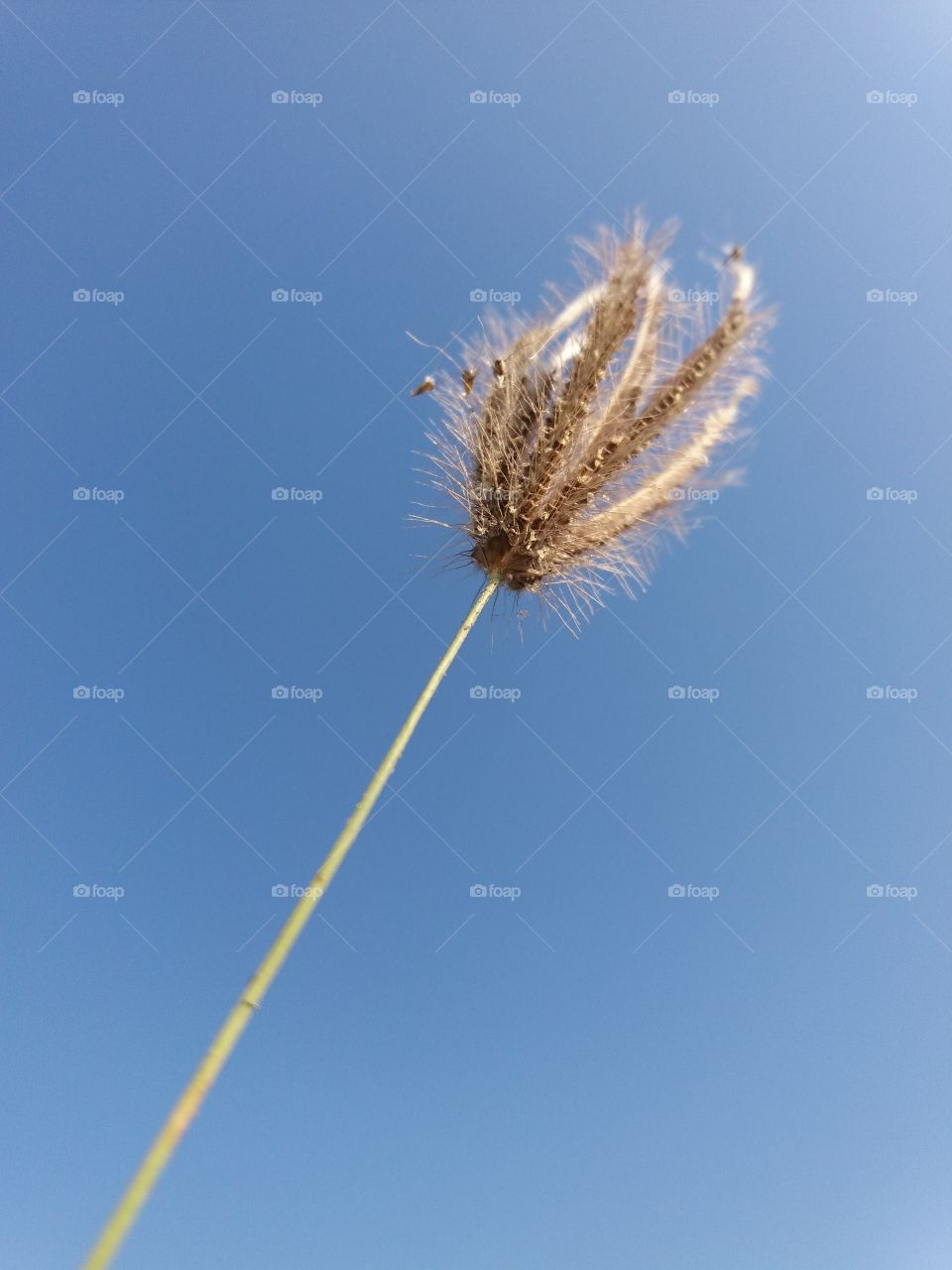 Grass flower with blue sky background